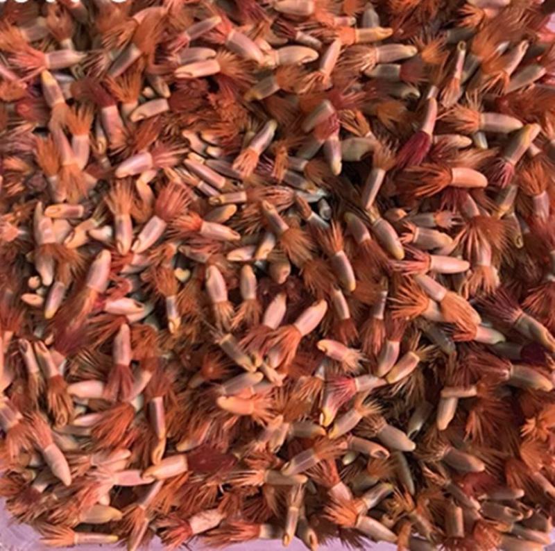 矢车菊花种四季易种活蓝色矢车菊种子室外庭院绿化耐寒花卉种