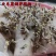 矢车菊花种四季易种活蓝色矢车菊种子室外庭院绿化耐寒花卉种