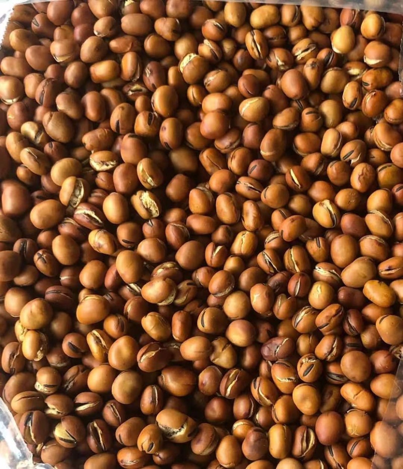 四川炒蚕豆中圆龙眼豆精品货大量现货一手货源一条龙