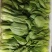 小油菜