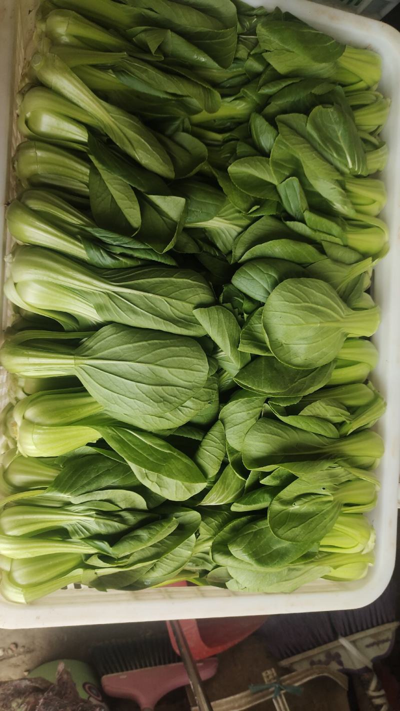 小油菜