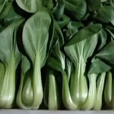 小油菜