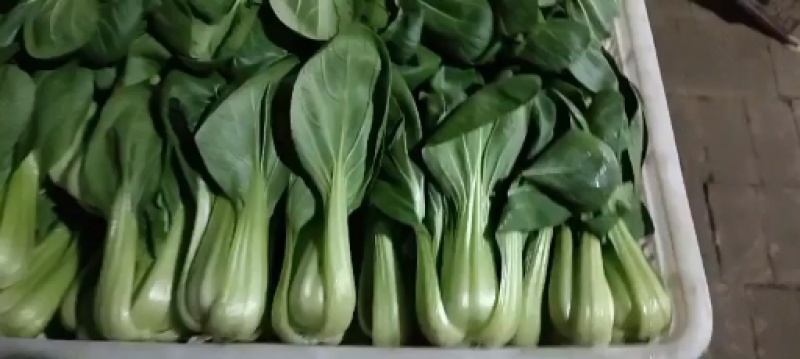 小油菜