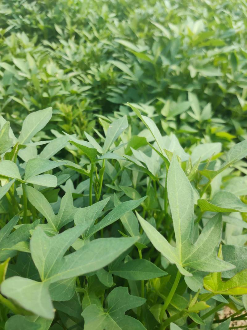 红薯苗脱毒原种红薯苗西瓜红红薯苗产地直发25~35cm