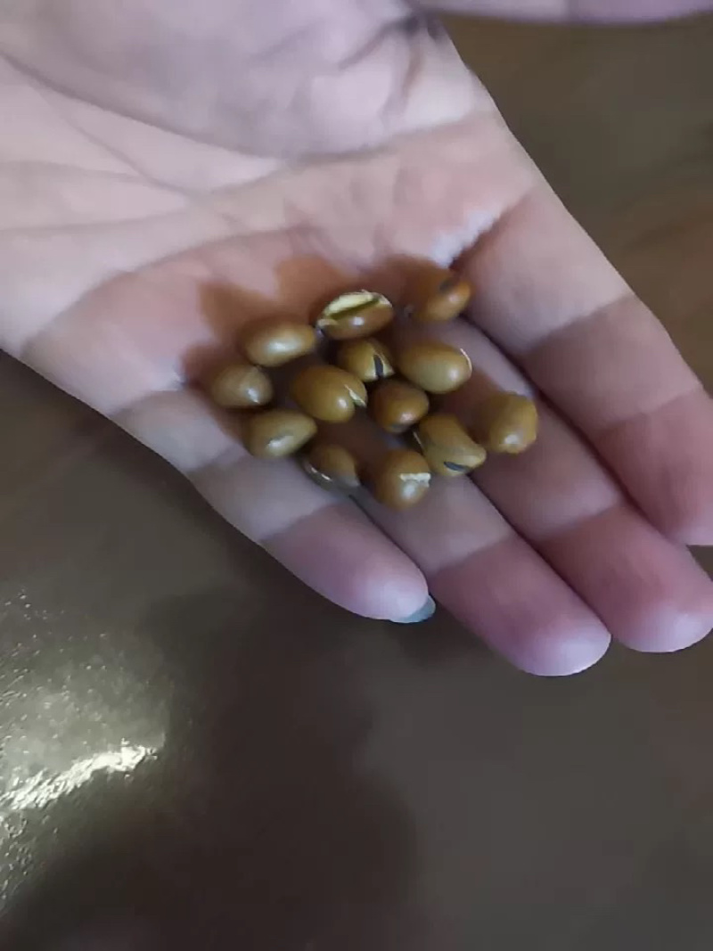 精品炒蚕豆羊眼豆大量现货现炒现发全国发货