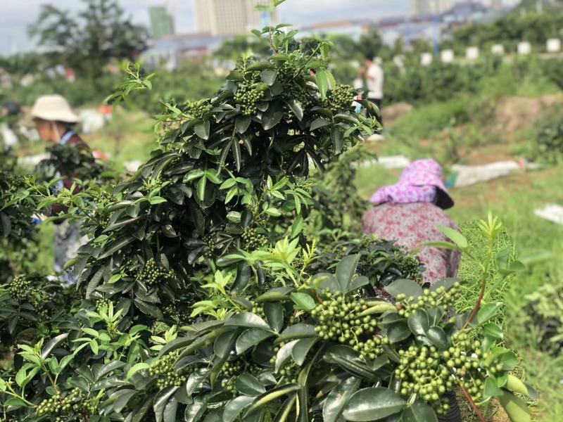 常年出售立融一号花椒苗
