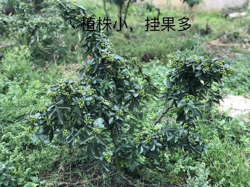 常年出售立融一号花椒苗