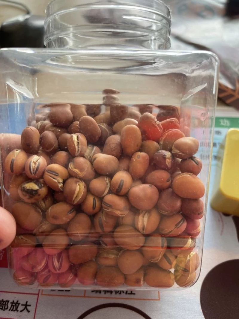 四川炒蚕豆中圆龙眼豆精品货大量现货一手货源一条龙