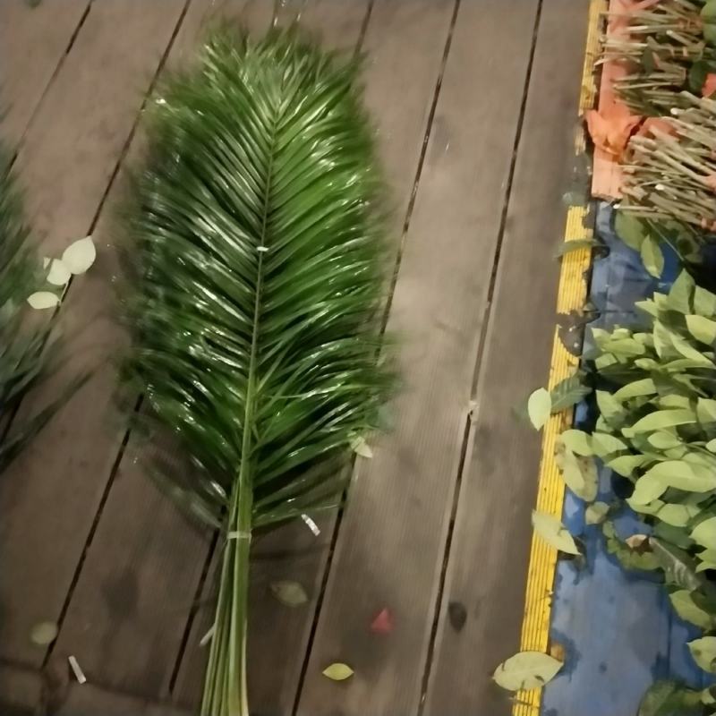 广州慧卉花艺园大量批发针叶