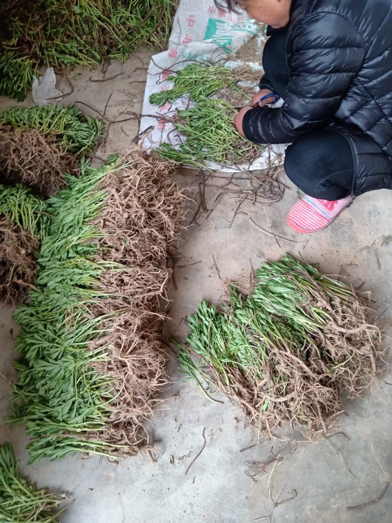 养心菜种苗救心菜也是高钙菜常年可种随时发货当年收益