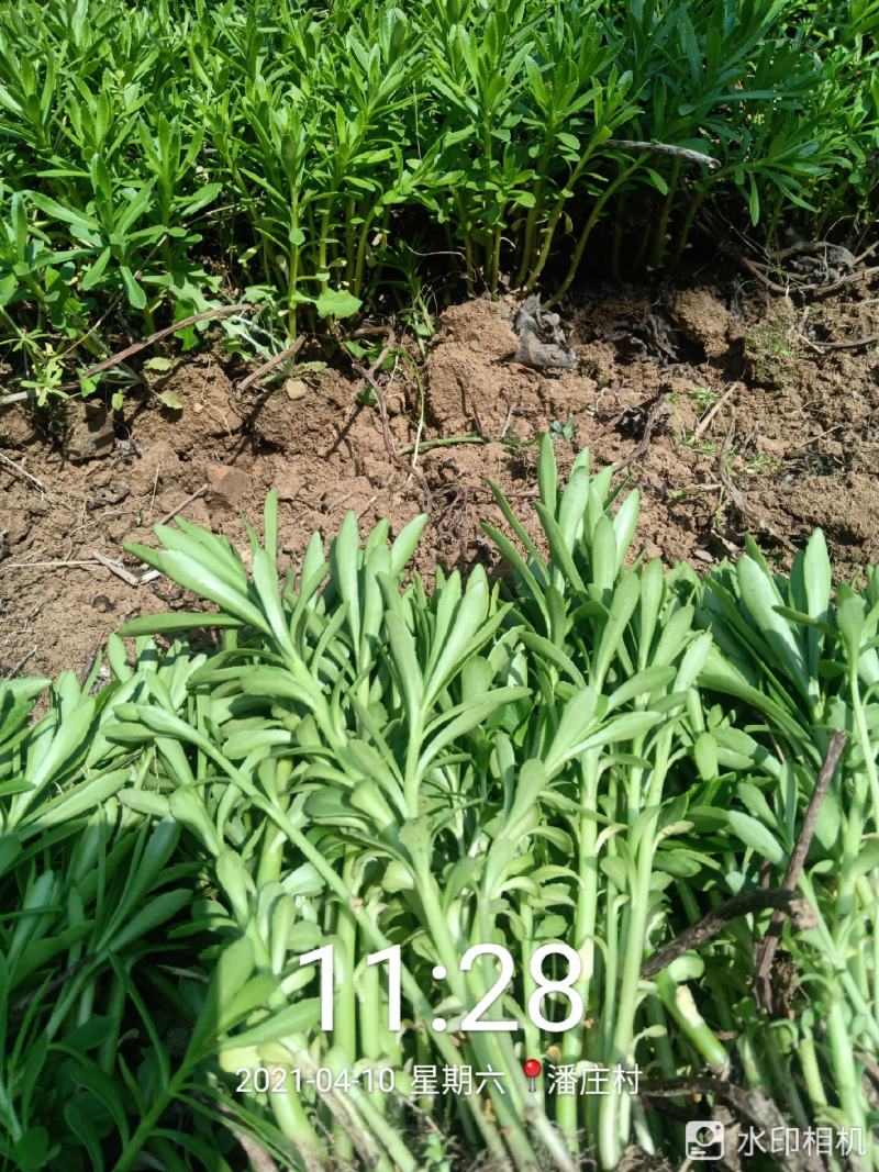 养心菜种苗救心菜也是高钙菜常年可种随时发货当年收益
