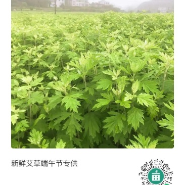 艾草