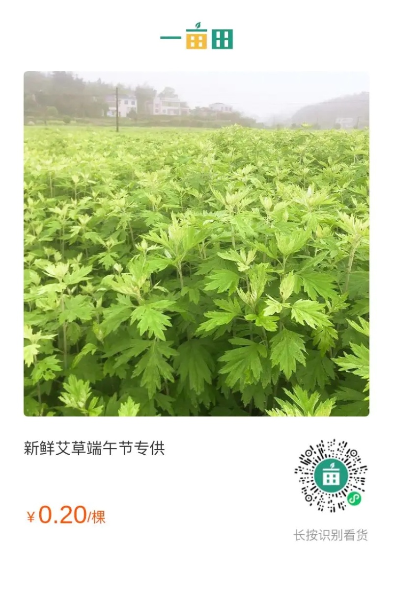 艾草