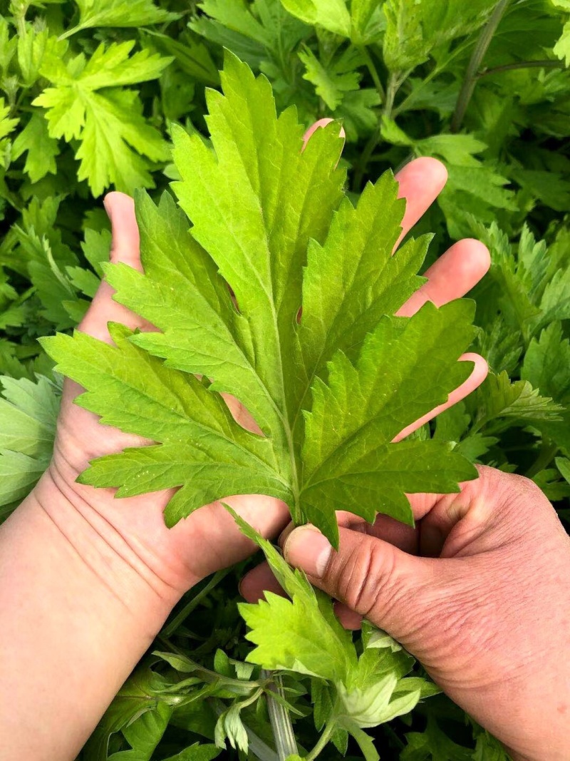 艾草