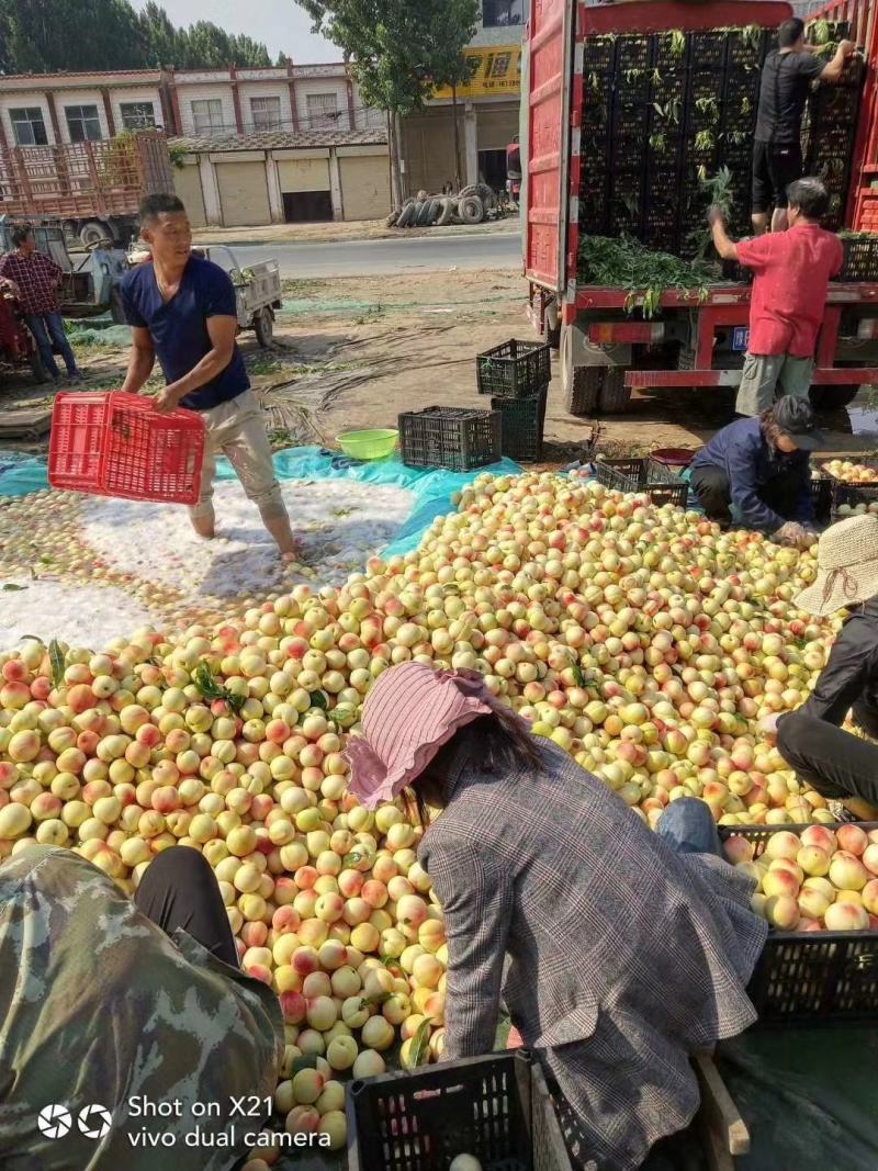 【精品】白桃产地直销对接各大电商商超社区团购等