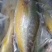新鲜大黄鱼冰鲜深海鱼类黄鱼海鲜水产新鲜捕捞