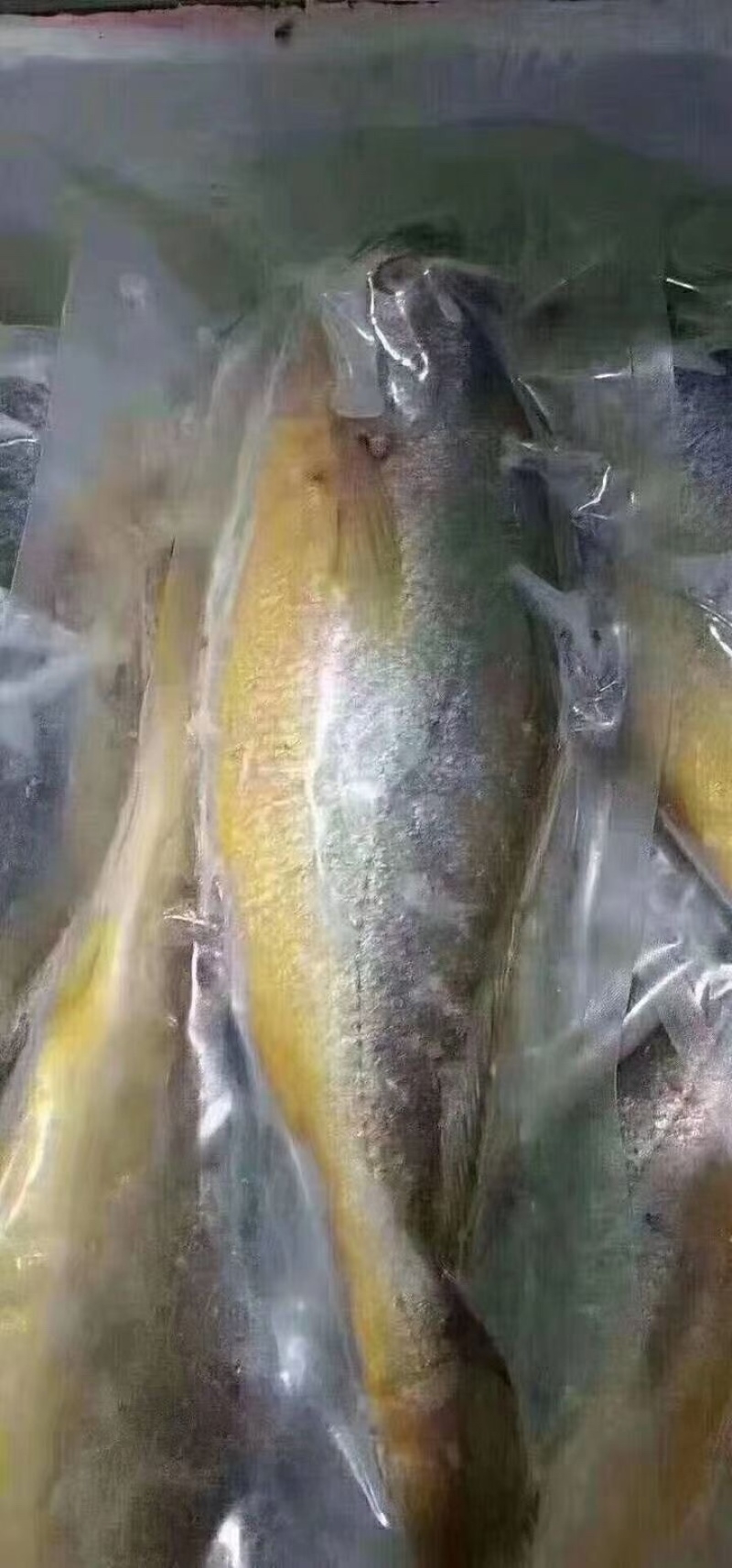 新鲜大黄鱼冰鲜深海鱼类黄鱼海鲜水产新鲜捕捞