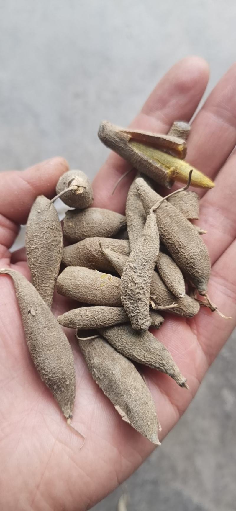 农家自产自销，中药材，黄丝郁金干货，无霉，阳光晒纯干货