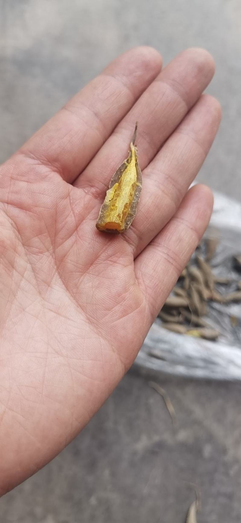农家自产自销，中药材，黄丝郁金干货，无霉，阳光晒纯干货
