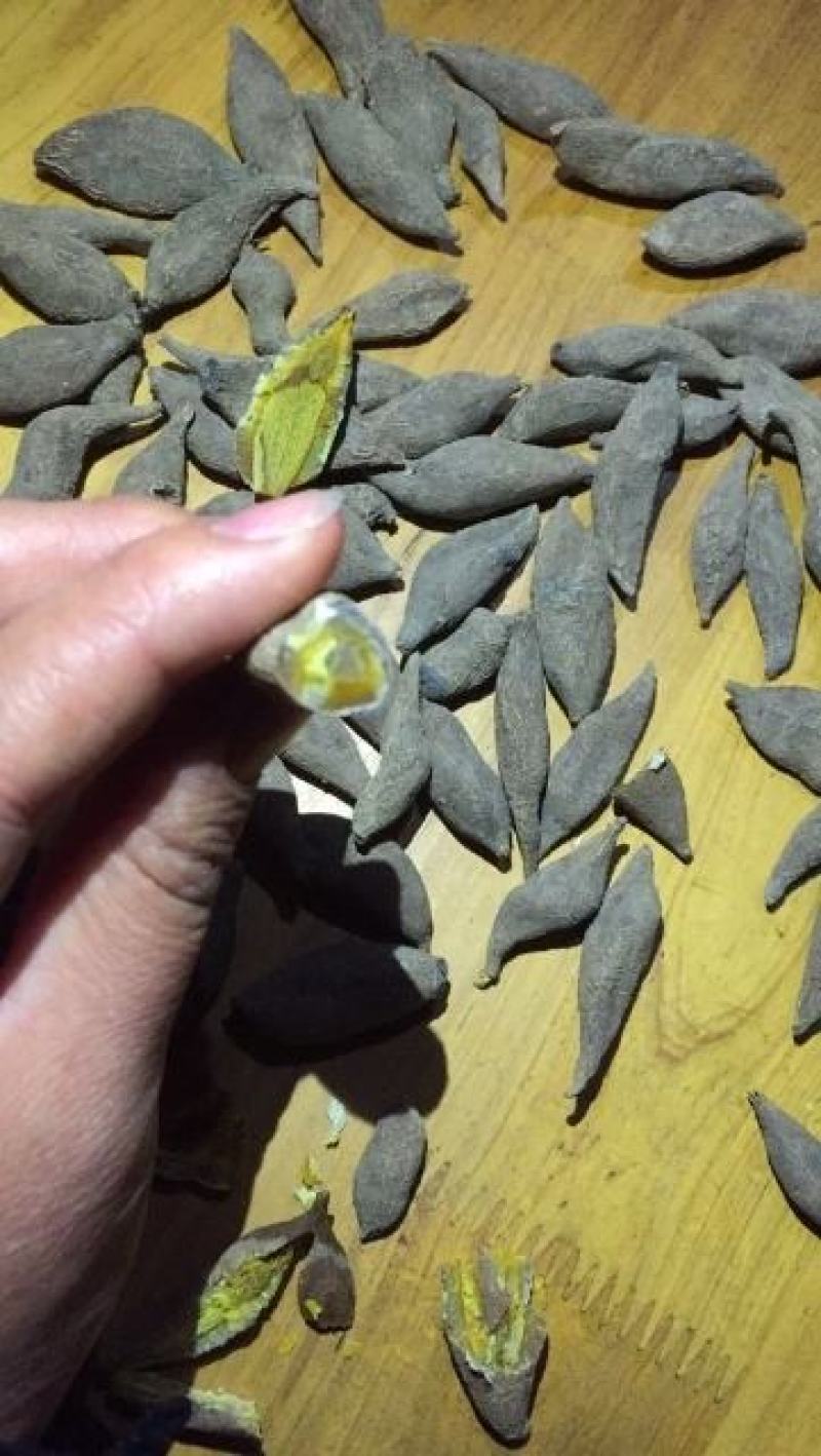 农家自产自销，中药材，黄丝郁金干货，无霉，阳光晒纯干货