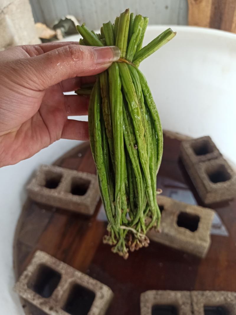 价格不一欢迎咨询