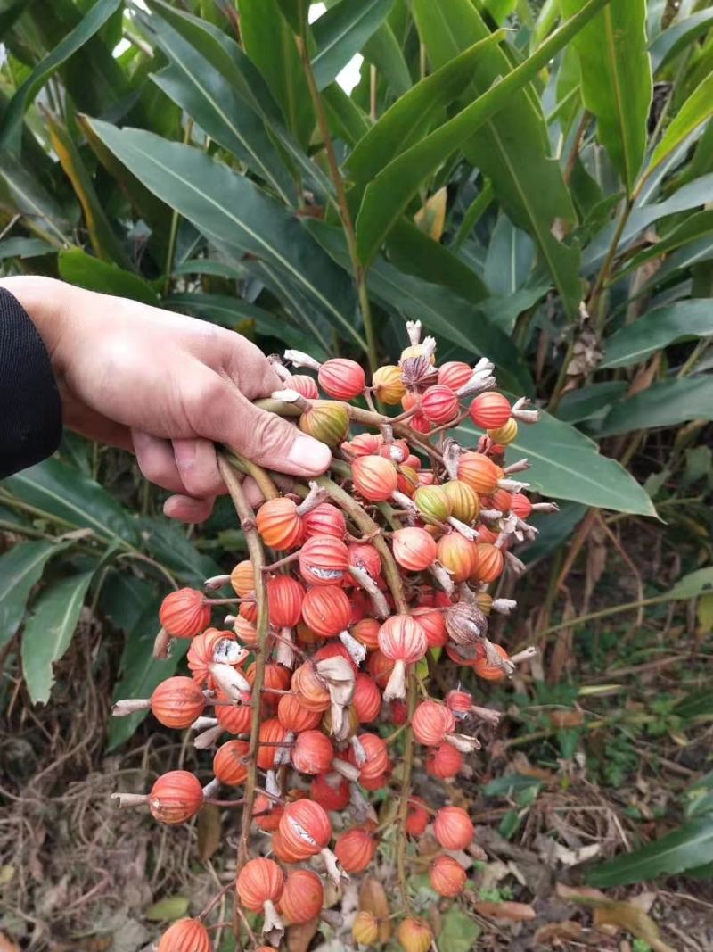 砂仁种根