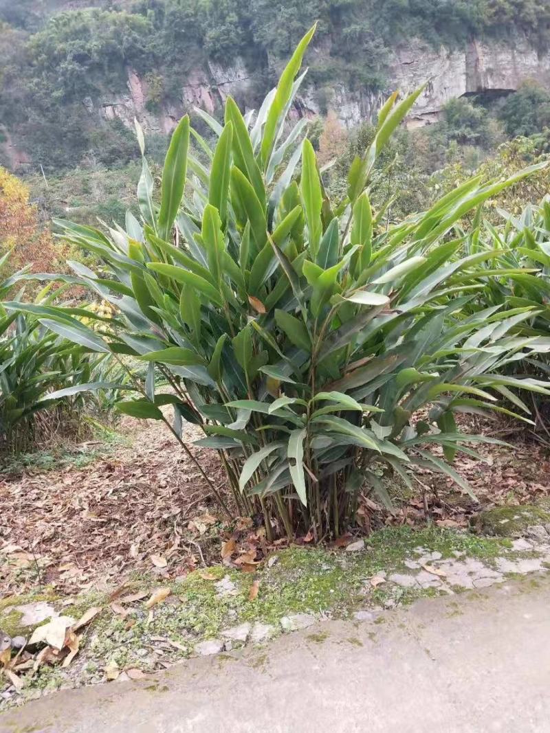 砂仁种根