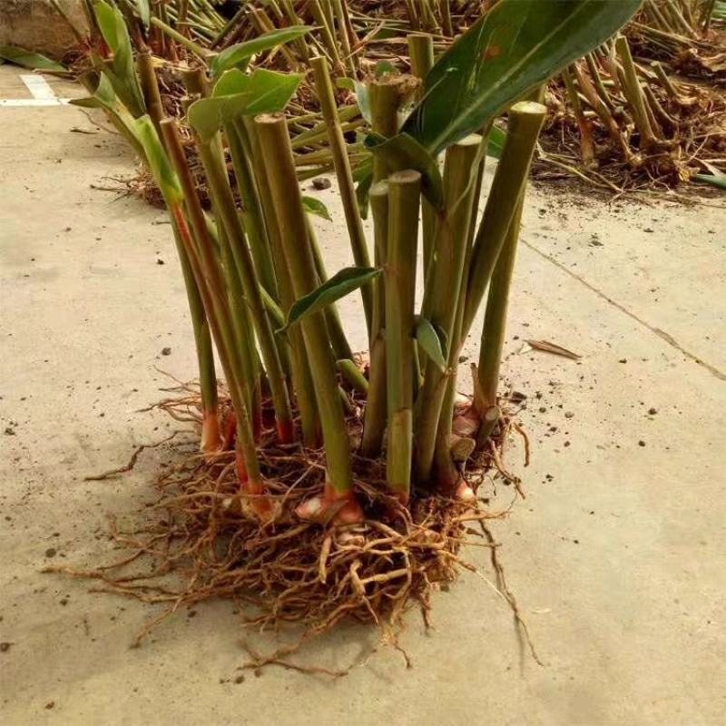 砂仁种根