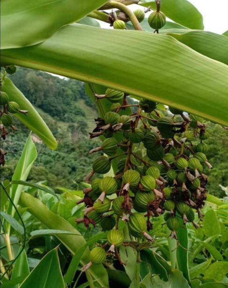 砂仁种根