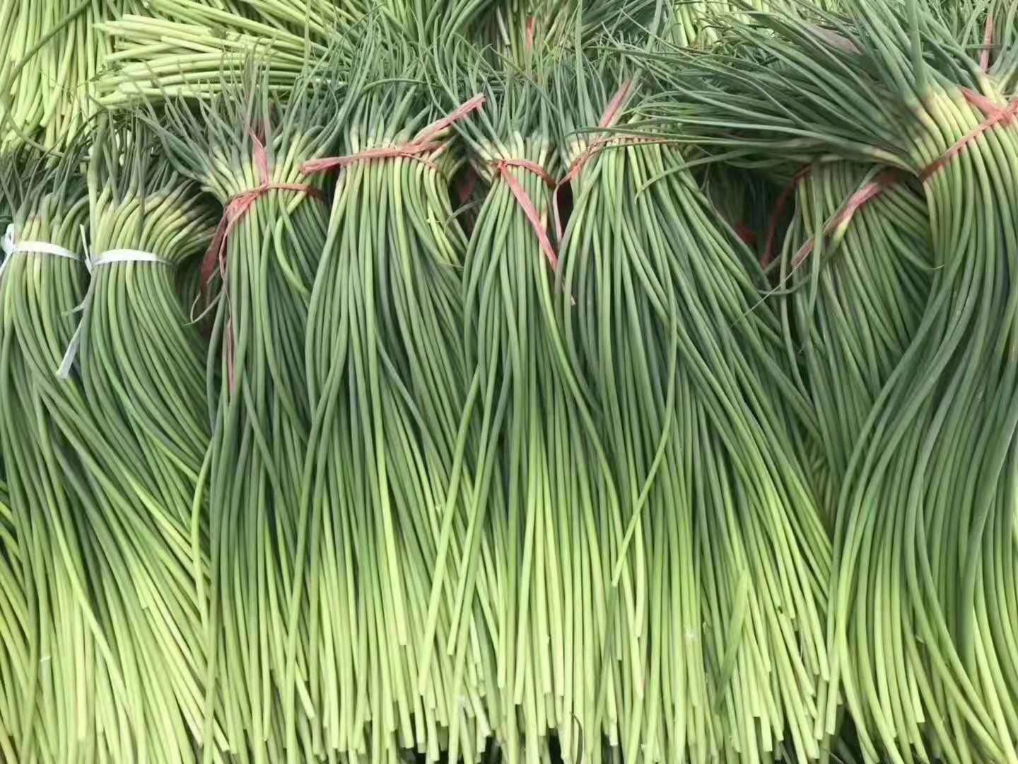 山东金乡蒜薹种植基地航拍图