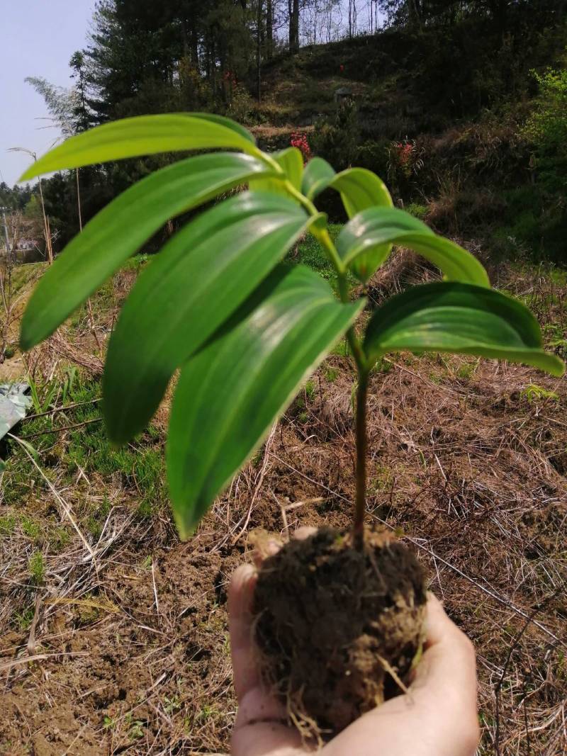 （包邮）多花姜型甜黄精野生姜形黄精块茎种子。