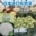 欧兰德川岛松花80种子松花种子花椰菜种子有机菜花种子