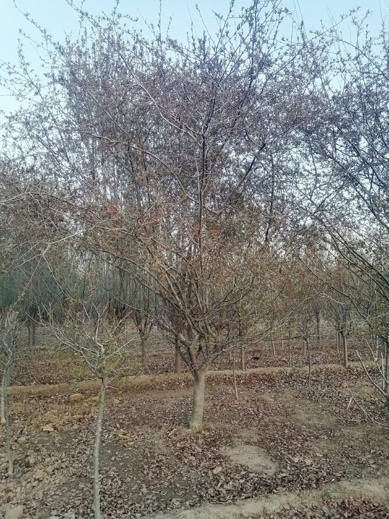 泰安精品大量稀有小叶垂丝海棠5—15公分