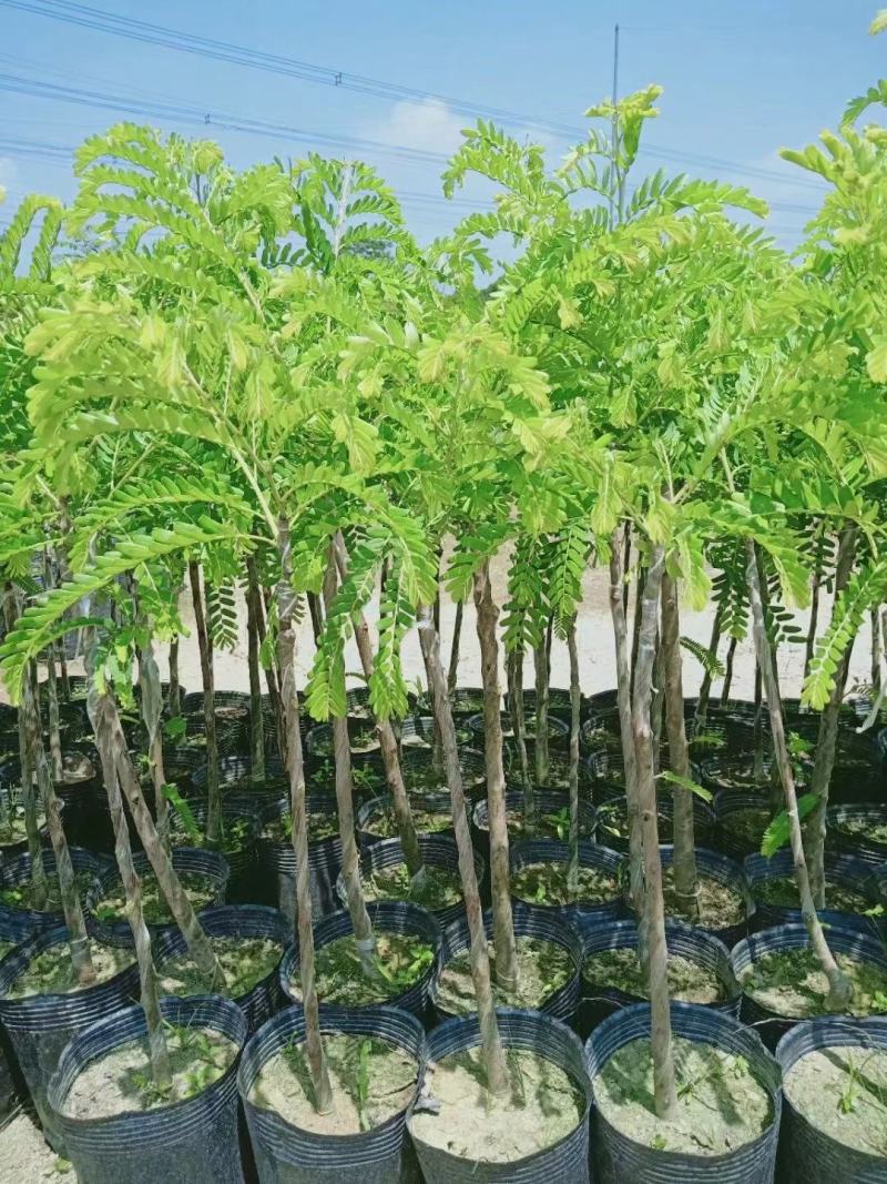 油甘果树苗嫁接果树苗甜油甘果耐寒水果苗盆栽地栽当年