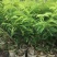 油甘果树苗嫁接果树苗甜油甘果耐寒水果苗盆栽地栽当年