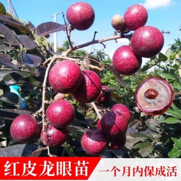 泰国红皮龙眼苗无核龙眼苗树嫁接石硖储良四季龙眼