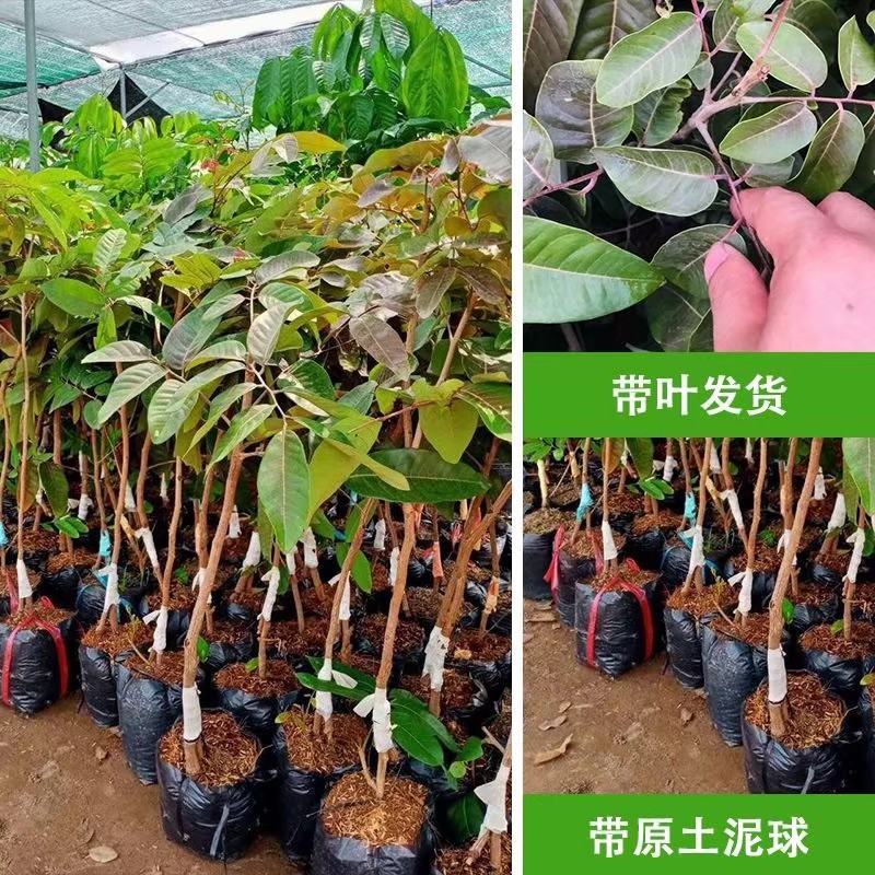 泰国红皮龙眼苗无核龙眼苗树嫁接石硖储良四季龙眼