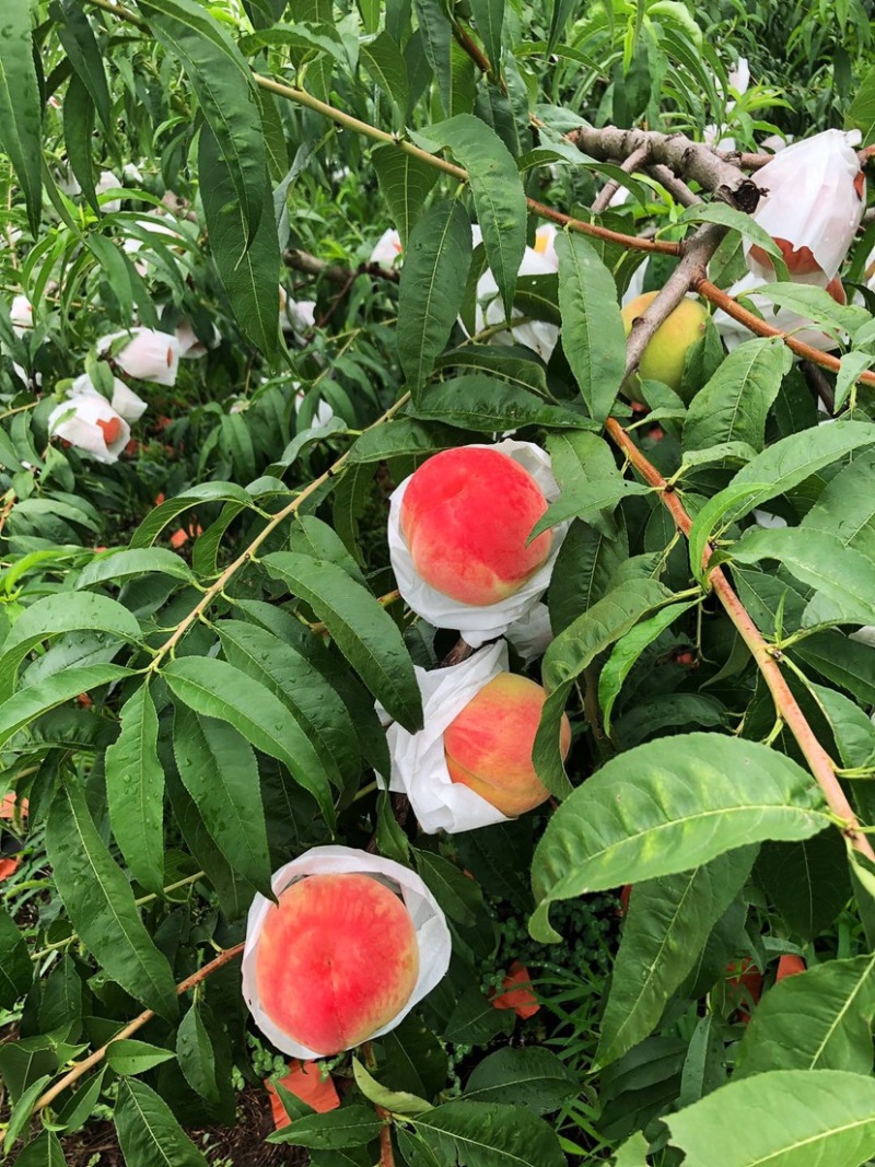 成都龙泉驿水蜜桃五月上市当天采摘产地直供价格糖度高。