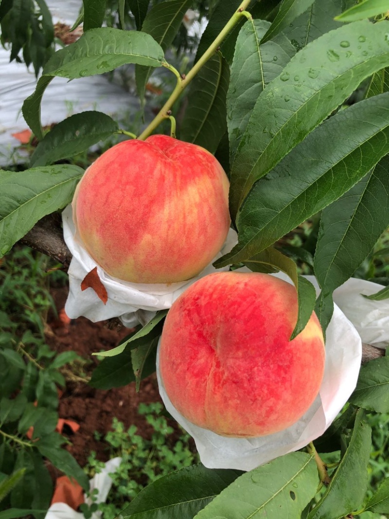 成都龙泉驿水蜜桃五月上市当天采摘产地直供价格糖度高。