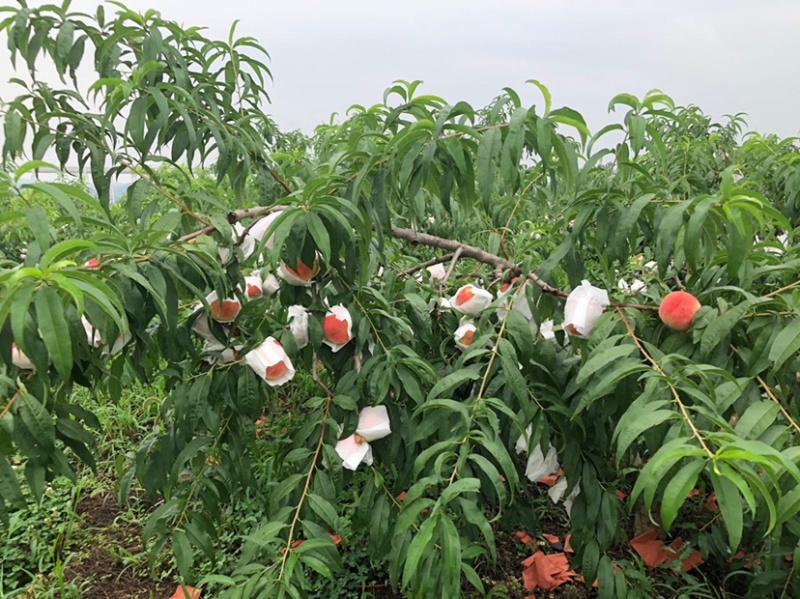 成都龙泉驿水蜜桃五月上市当天采摘产地直供价格糖度高。