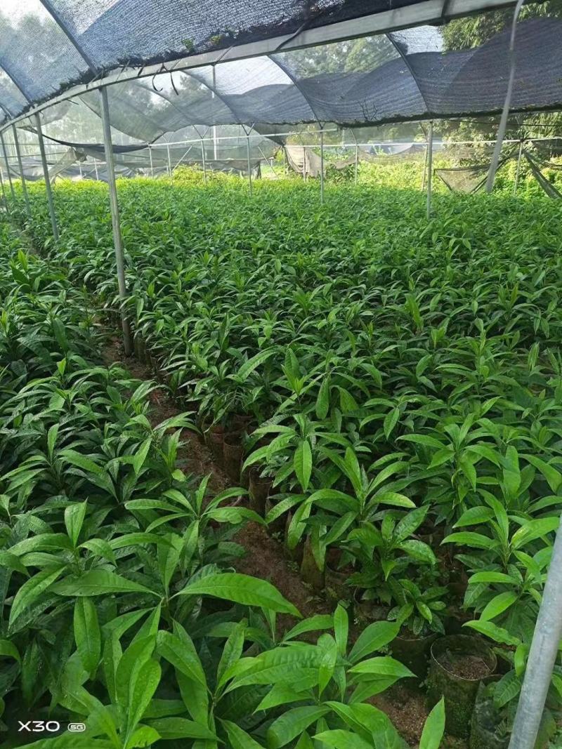 黄蛋果苗正宗鸡蛋果树苗蛋黄果树苗名贵仙桃水果树苗盆栽地栽