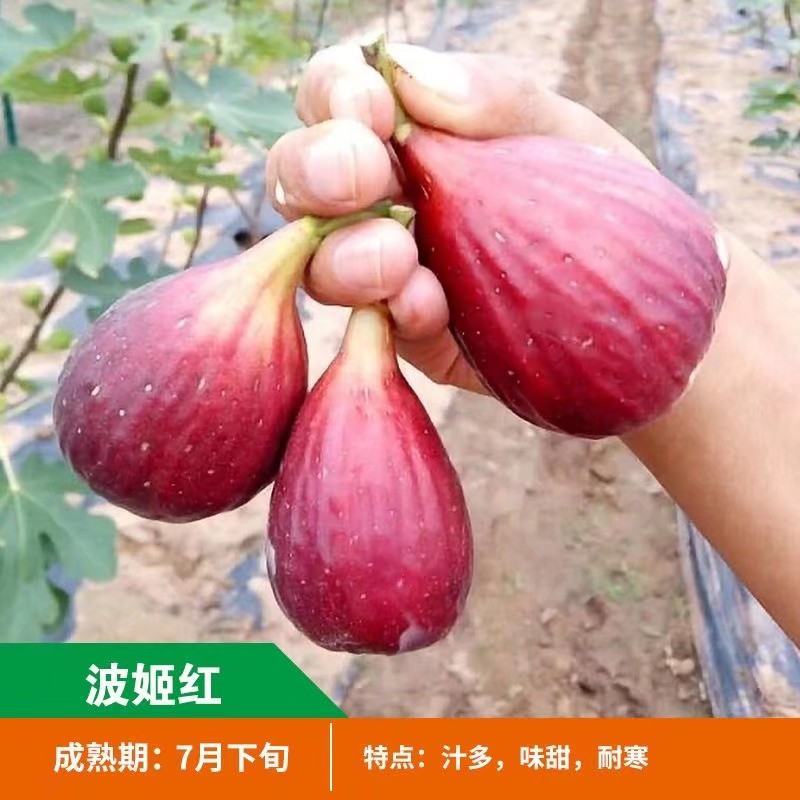 无花果树果苗地栽盆栽当年结果南北方新品种波姬红特大无花果