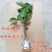 无花果树果苗地栽盆栽当年结果南北方新品种波姬红特大无花果