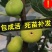 无花果树果苗地栽盆栽当年结果南北方新品种波姬红特大无花果