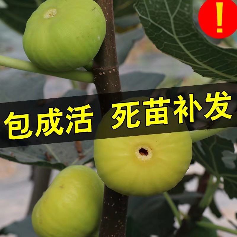 无花果树果苗地栽盆栽当年结果南北方新品种波姬红特大无花果