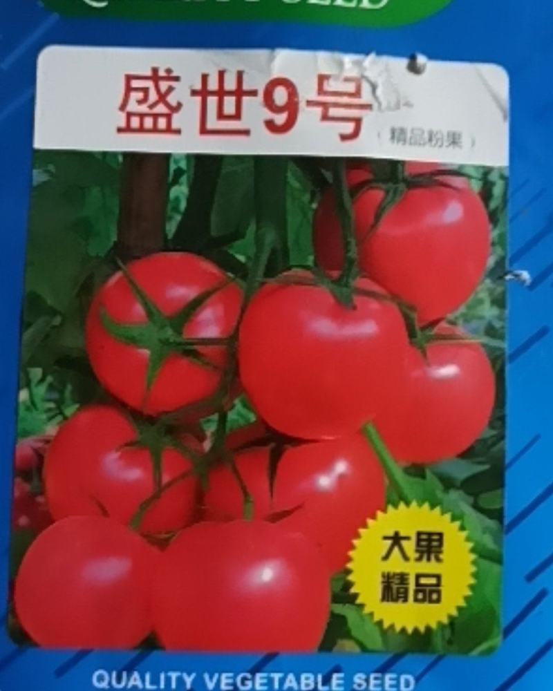 大果型硬粉盛世9号