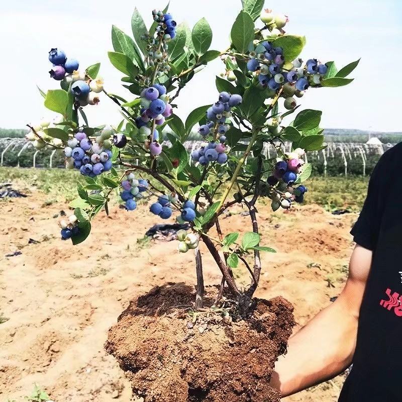 蓝莓苗南方种植盆栽北方地栽树果树苗当年结果薄雾新品种特大