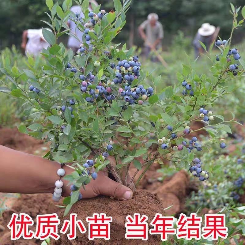 蓝莓苗南方种植盆栽北方地栽树果树苗当年结果薄雾新品种特大