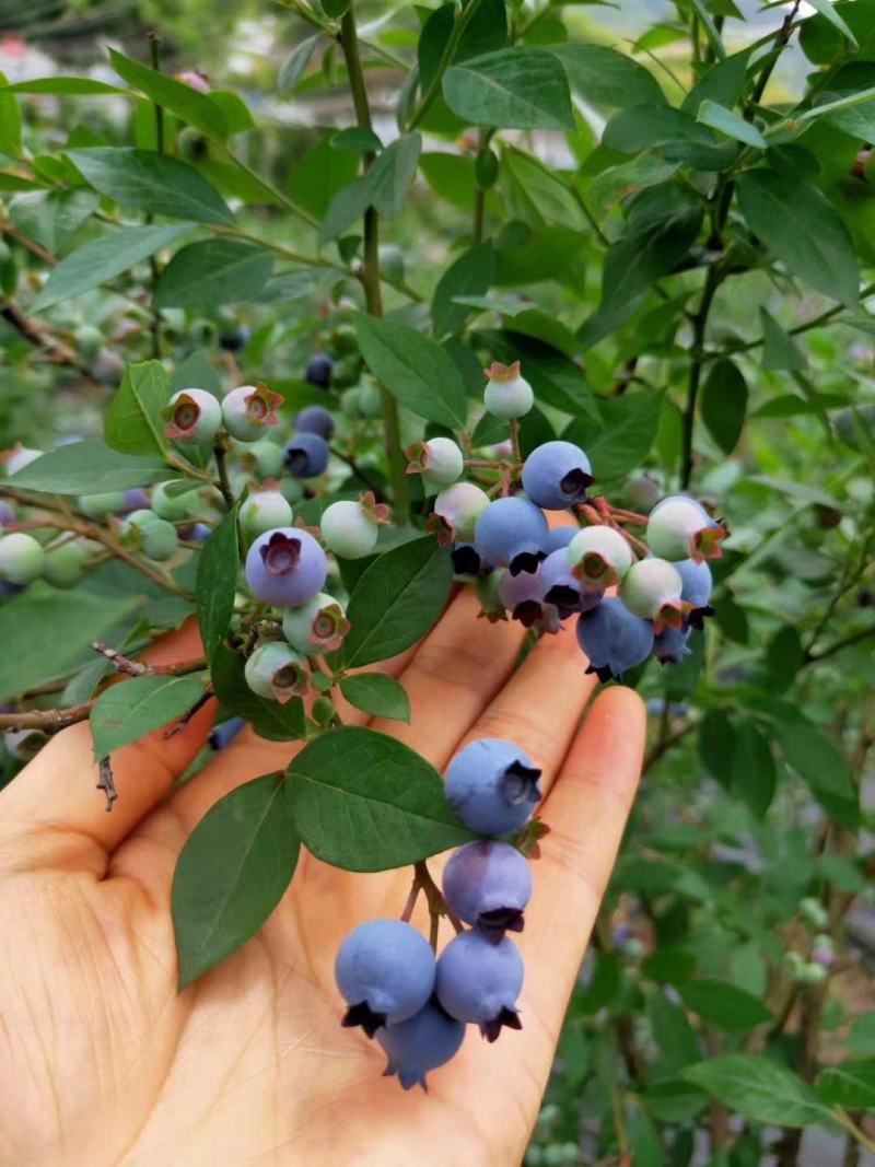蓝莓苗南方种植盆栽北方地栽树果树苗当年结果薄雾新品种特大