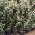 蓝莓苗南方种植盆栽北方地栽树果树苗当年结果薄雾新品种特大